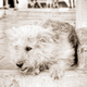 Illustration for article titled Shooting Challenge Pets Gallery 6